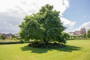 Mulberry Tree at New Place