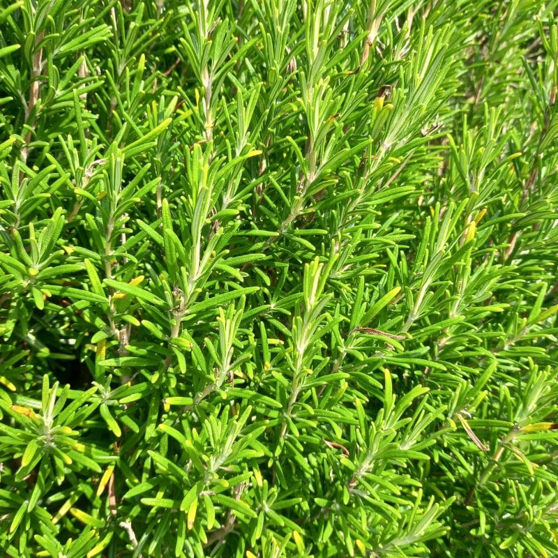 rosemary